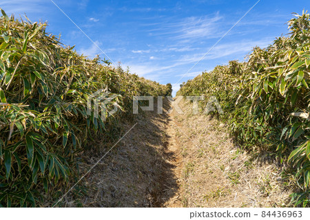 從幸喜山到達磨山（伊豆三棱）的山路 84436963