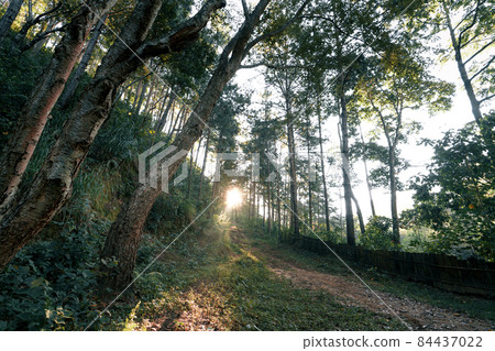 Gravel road through forest morning light 84437022