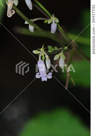 Clematis stans grass peony Yamano grass Komagane plateau 84437592