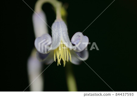 Clematis stans grass peony Yamano grass Komagane plateau 84437593