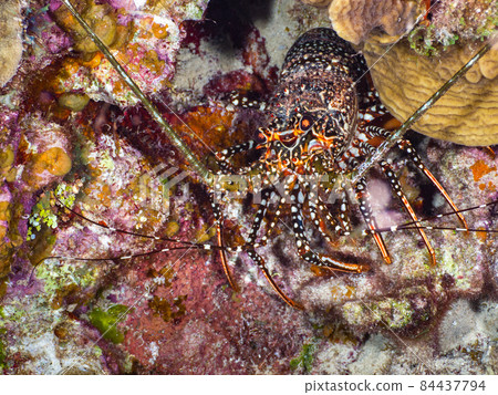 Japanese spiny lobster lurking under the coral (Grand Cayman, Cayman Islands) Japanese spiny lobster lurking under the coral (Grand Cayman, Cayman Islands) 84437794