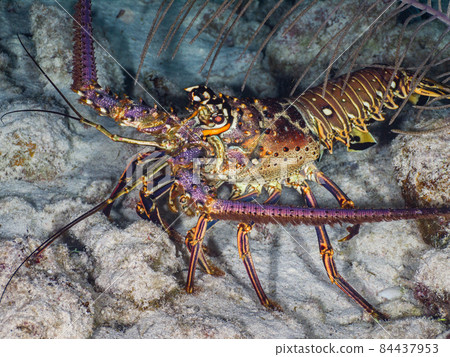 Panulirus argus 在夜間漫遊珊瑚礁（開曼群島大開曼島） 84437953