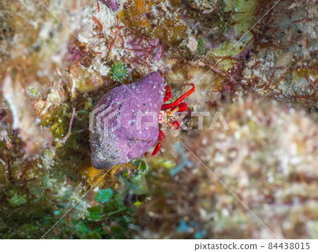 Small hermit crab (Grand Cayman, Cayman Islands) 84438015