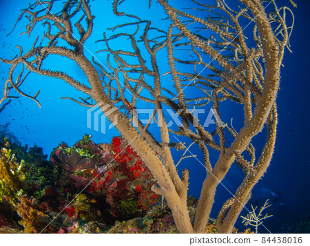 Coral on which a small red spider crab rides (Grand Cayman, Cayman Islands) 84438016