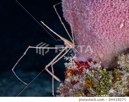 在海綿上看到獨角鯨蟹(大開曼島,開曼群島) 在海綿上看到獨角鯨蟹(大開曼島,開曼群島) 84438075