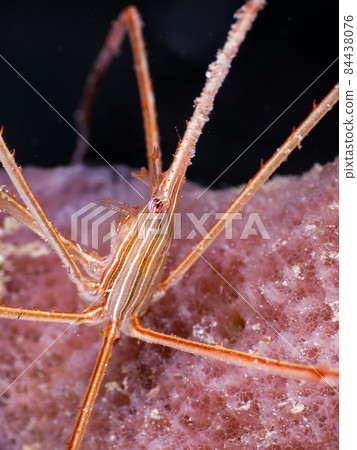 在海綿上看到獨角鯨蟹（大開曼島，開曼群島） 84438076