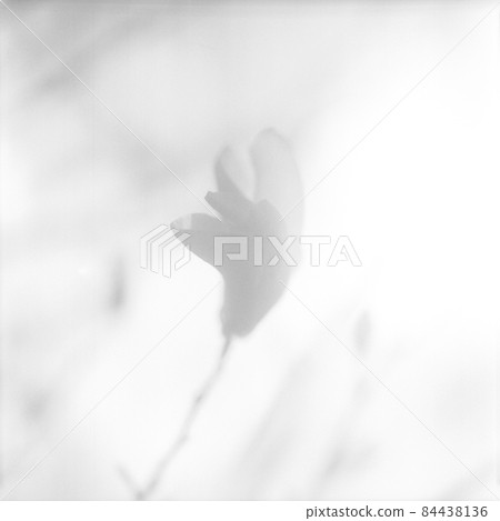 Blooming flower magnolia with green leaves, living natural nature Blooming flower magnolia with green leaves, living natural nature 84438136