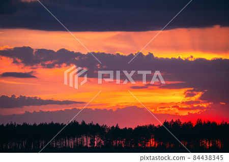 Sunset Sunrise In Pine Forest. Sunny Coniferous Forest. Fir-Trees Woods In Landscape Under Bright Colorful Dramatic Sky And Dark Ground With Trees Silhouettes 84438345