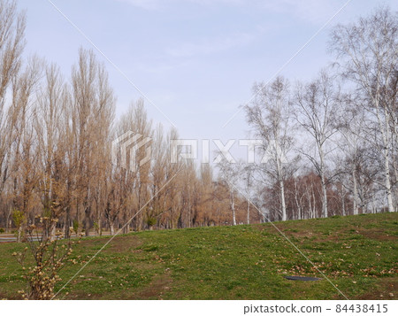 Poplar and birch trees in early winter 84438415