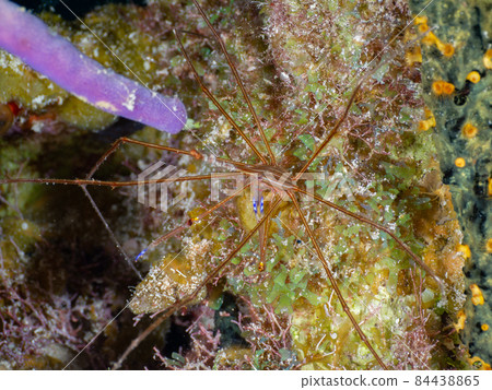 Small seaweed and saw narwhal crab (Grand Cayman, Cayman Islands) Small seaweed and saw narwhal crab (Grand Cayman, Cayman Islands) 84438865