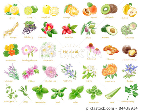 水彩插圖植物天然成分套裝 水彩插圖植物天然成分套裝 84438914