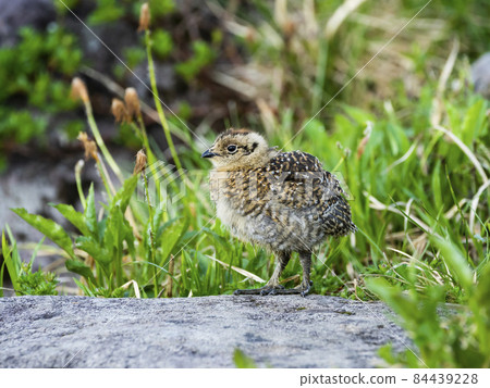 松雞小雞 松雞小雞 84439228