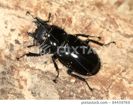 Stag beetle (Hexarthrius howdeni) Stag beetle (Hexarthrius howdeni) 84439769