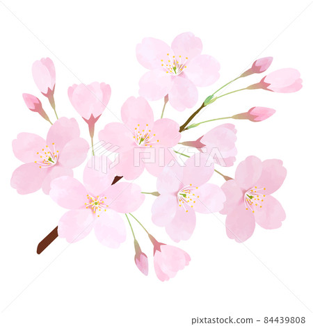 櫻花向量素材櫻花染井吉野櫻花樹枝花瓣 84439808