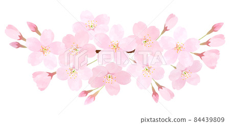 Cherry blossom vector material Sakura Someiyoshino cherry blossom branch petals 84439809