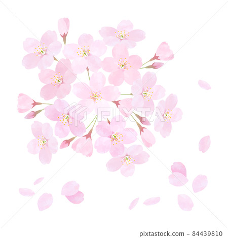 Cherry blossom vector material Sakura Someiyoshino cherry blossom branch petals 84439810