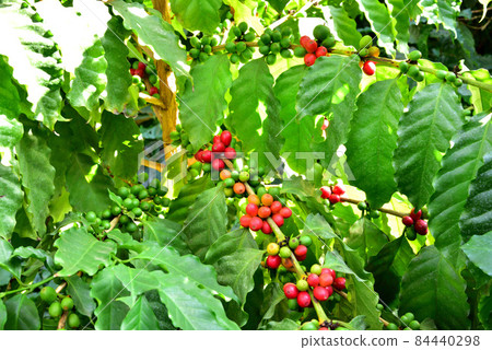 Red coffee fruit, colorful coffee fruit, coffee plantation, coffee cultivation greenhouse 84440298