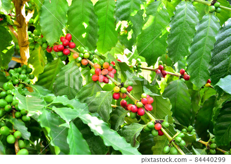 Red coffee fruit, colorful coffee fruit, coffee plantation, coffee cultivation greenhouse 84440299