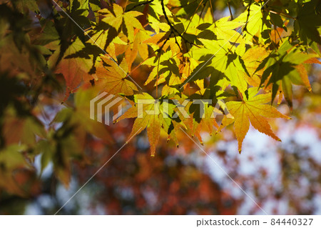Autumn at Keitakuen Garden in Tennoji Park 84440327