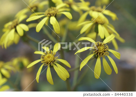 Flower stinking willie 84440338