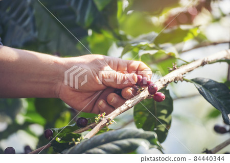 Man Hands harvest coffee bean ripe Red berries plant fresh seed coffee tree growth in green eco organic farm. Close up hands harvest red ripe coffee seed robusta arabica berry harvesting coffee farm 84440344