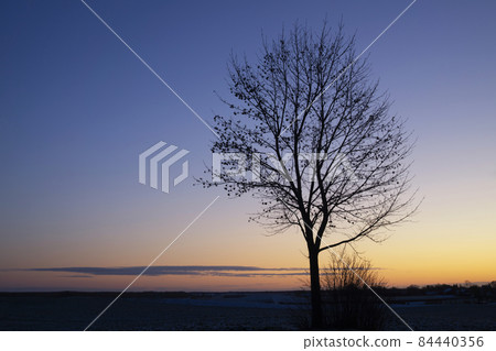 Mysterious landscape with the tree silhouette Mysterious landscape with the tree silhouette 84440356