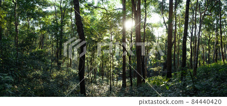 forest in the morning light and fog on trees forest in the morning light and fog on trees 84440420