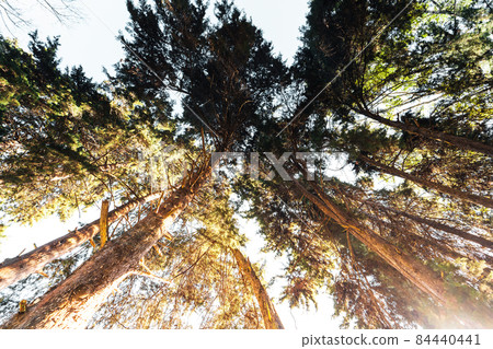 forest in the morning light and fog on trees forest in the morning light and fog on trees 84440441
