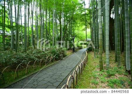 六月的修善寺,綠意盎然 六月的修善寺,綠意盎然 84440568