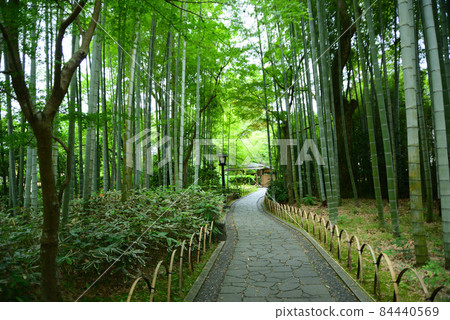 六月的修善寺,綠意盎然 六月的修善寺,綠意盎然 84440569