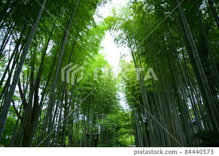 六月的修善寺,綠意盎然 六月的修善寺,綠意盎然 84440573
