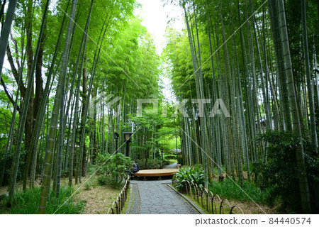 六月的修善寺,綠意盎然 六月的修善寺,綠意盎然 84440574