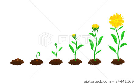 Stages of flower sowing and growing 84441169