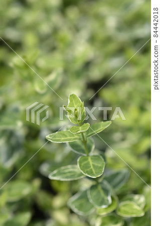 Wintercreeper Emerald Gaiety 84442018