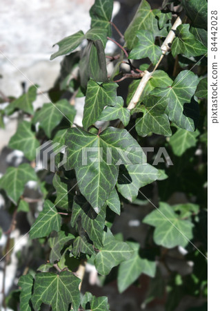 Common ivy Common ivy 84442028