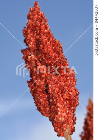 Staghorn sumac 84442037