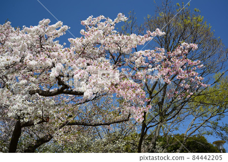 Yokohama Negishi Forest Park when the cherry blossoms bloom 84442205