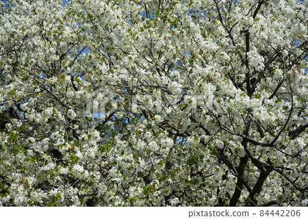 Yokohama Negishi Forest Park when the cherry blossoms bloom 84442206