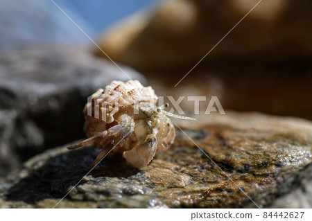 Macro photo of small hermit crab on the seashore rock. Macro photo of small hermit crab on the seashore rock. 84442627