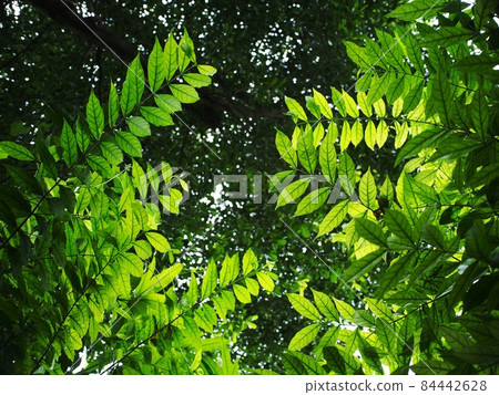 plant leaves close up shallow depth of field under natural sunlight and authentic environment in home garden outdoor for peaceful mood backdrop or background plant leaves close up shallow depth of field under natural sunlight and authentic environment in home garden outdoor for peaceful mood backdrop or background 84442628