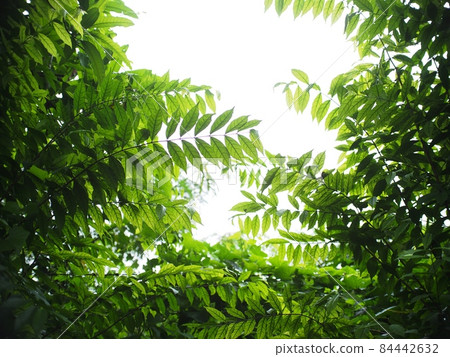 plant leaves close up shallow depth of field under natural sunlight and authentic environment in home garden outdoor for peaceful mood backdrop or background plant leaves close up shallow depth of field under natural sunlight and authentic environment in home garden outdoor for peaceful mood backdrop or background 84442632