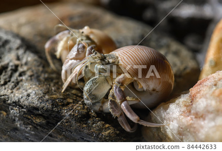 Macro photo of small hermit crab on the seashore rock. Macro photo of small hermit crab on the seashore rock. 84442633