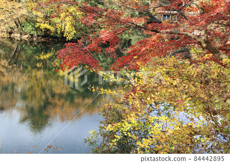 Kamakura Lake autumn leaves Kamakura Lake autumn leaves 84442895