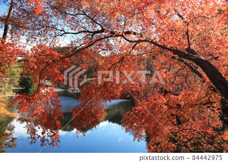 鎌倉湖秋葉 84442975