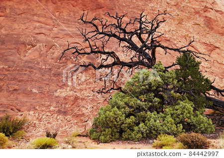 Tree over red rock, Arches National Park Tree over red rock, Arches National Park 84442997