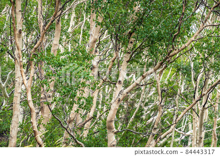 White birch trees on the dark lava soil of Mount Etna volcano, Italy White birch trees on the dark lava soil of Mount Etna volcano, Italy 84443317