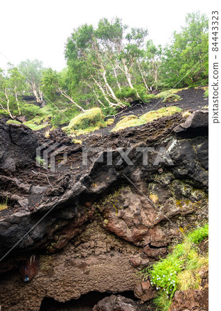 Mount Etna volcanic landscape and its typical vegetation, Sicily Mount Etna volcanic landscape and its typical vegetation, Sicily 84443323