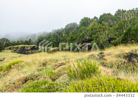 Mount Etna volcanic landscape and its typical vegetation, Sicily Mount Etna volcanic landscape and its typical vegetation, Sicily 84443332