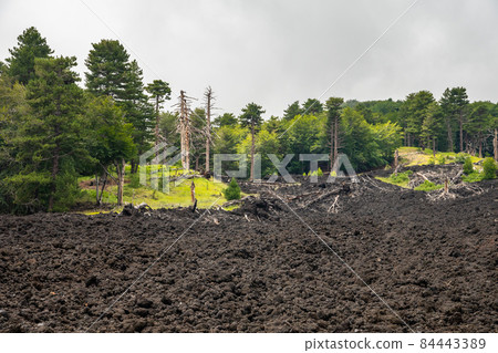 Mount Etna volcanic landscape and its typical vegetation, Sicily 84443389