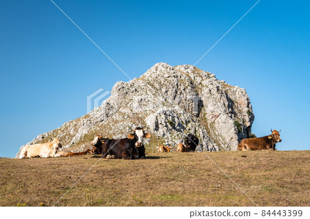 Cows grazing on the top of Rocca del Crasto in the Nebrodi Park, Sicily, Italy Cows grazing on the top of Rocca del Crasto in the Nebrodi Park, Sicily, Italy 84443399